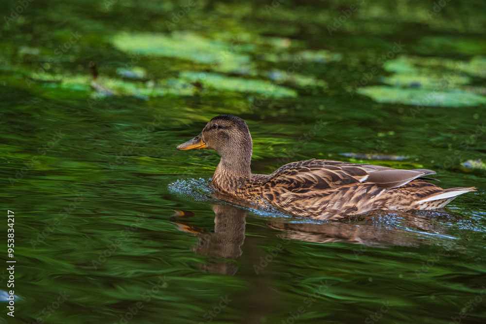 Fototapeta premium Beautiful ducks swim in the autumn pond.