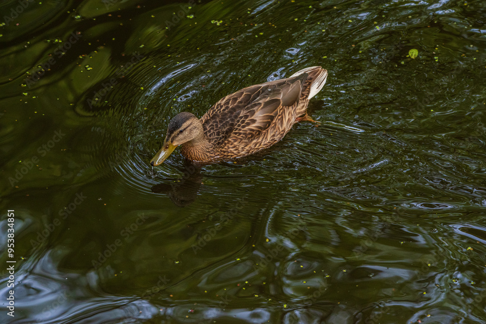 Obraz premium Beautiful ducks swim in the autumn pond.
