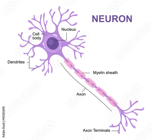 Vector infographic of neuron anatomy. Axon, myelin sheat, dendrites, cell body, nucleus.