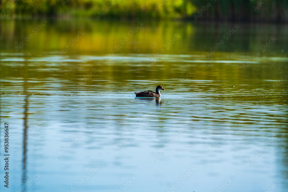 Beautiful ducks swim in the autumn pond. Beautiful ducks swim in the autumn pond.
