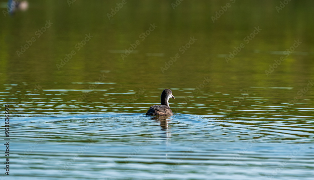 Beautiful ducks swim in the autumn pond. Beautiful ducks swim in the autumn pond.