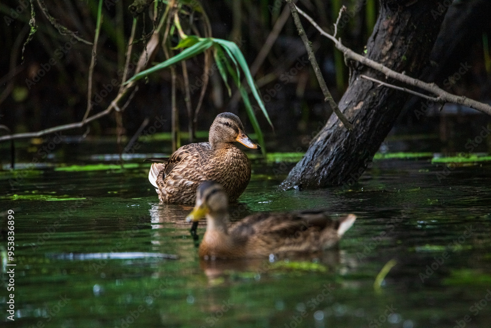 Beautiful ducks swim in the autumn pond. Beautiful ducks swim in the autumn pond.