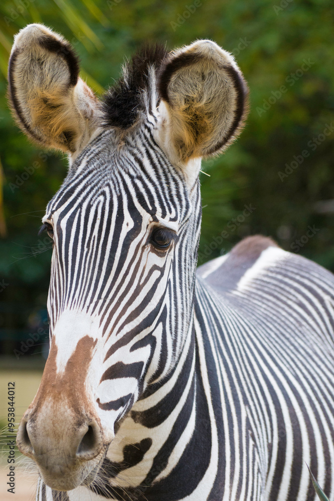 Naklejka premium close up Portrait of a zebra in the zoo