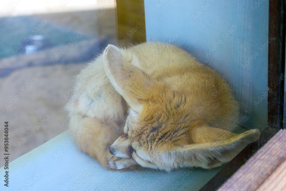 Obraz premium A fennec fox curled up and sleeping inside an enclosure at the Moscow Zoo.