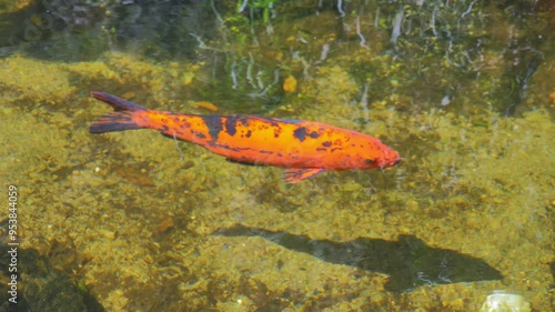 Orange koi fish swimming in shallow water photo