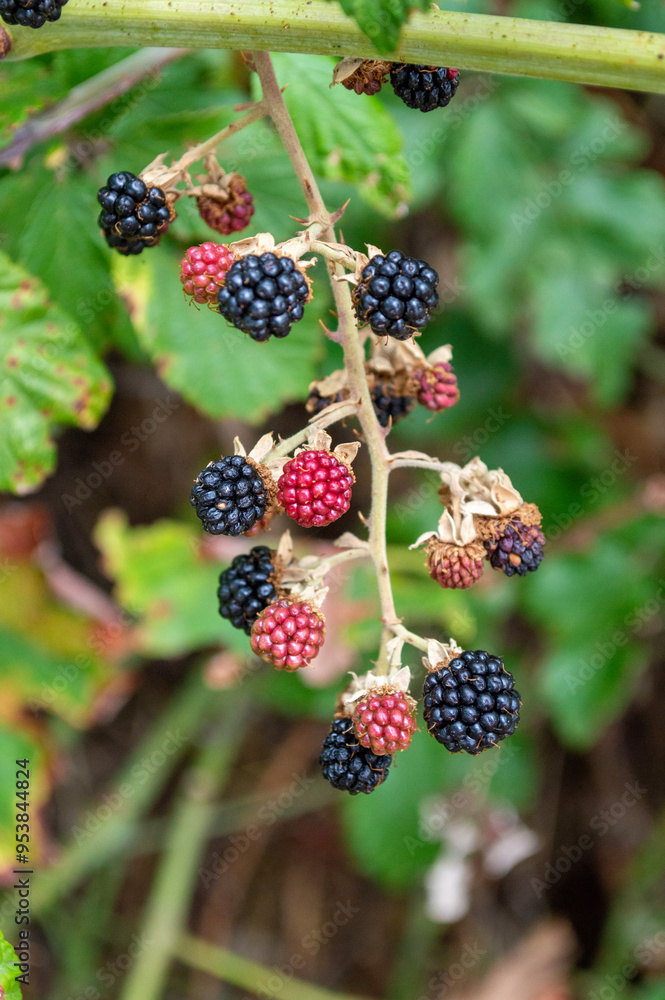 Moras en el bosque Moras en el bosque