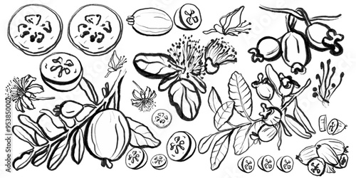  Isolated vector hand drawn set of summer tropical fruits for health, feijoa. Sketch. Feijoa fresh fruits, flowers, slices and leaves. Exotic fruits on a white background. Collection.