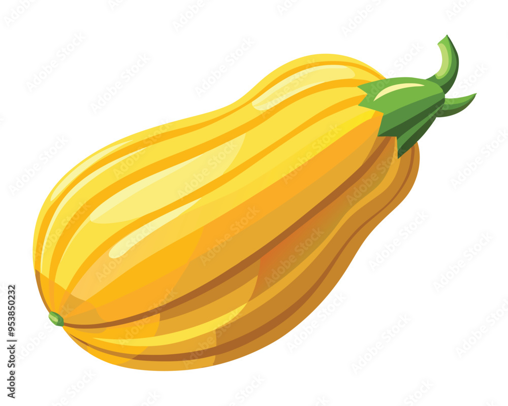 Delicata squash vector illustration on white background Delicata squash vector illustration on white background