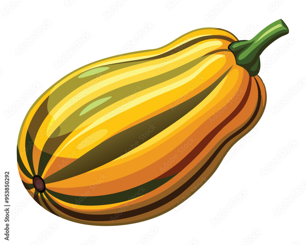 Delicata squash vector illustration on white background Delicata squash vector illustration on white background