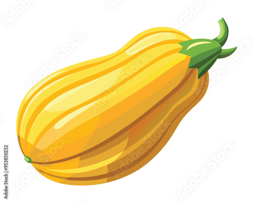 Delicata squash vector illustration on white background