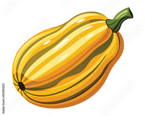 Delicata squash vector illustration on white background