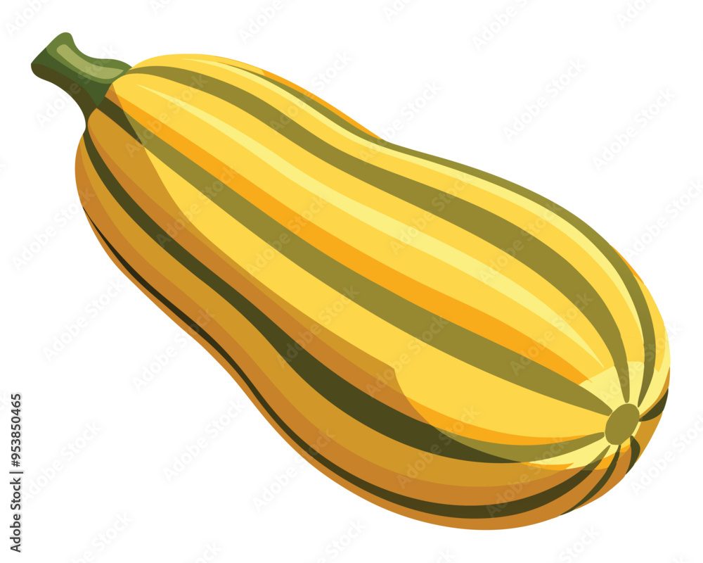 Delicata squash vector illustration on white background Delicata squash vector illustration on white background