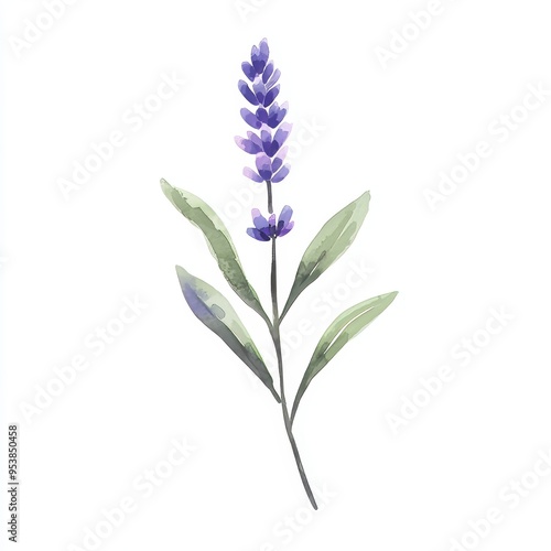 A Cute Single Lavender Flower Branch in Soft Watercolors on White Background for Spring and Summer Decorations Generative AI