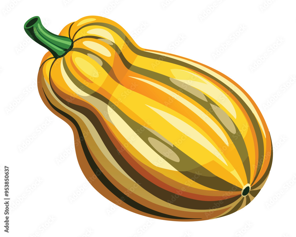 Delicata squash vector illustration on white background Delicata squash vector illustration on white background