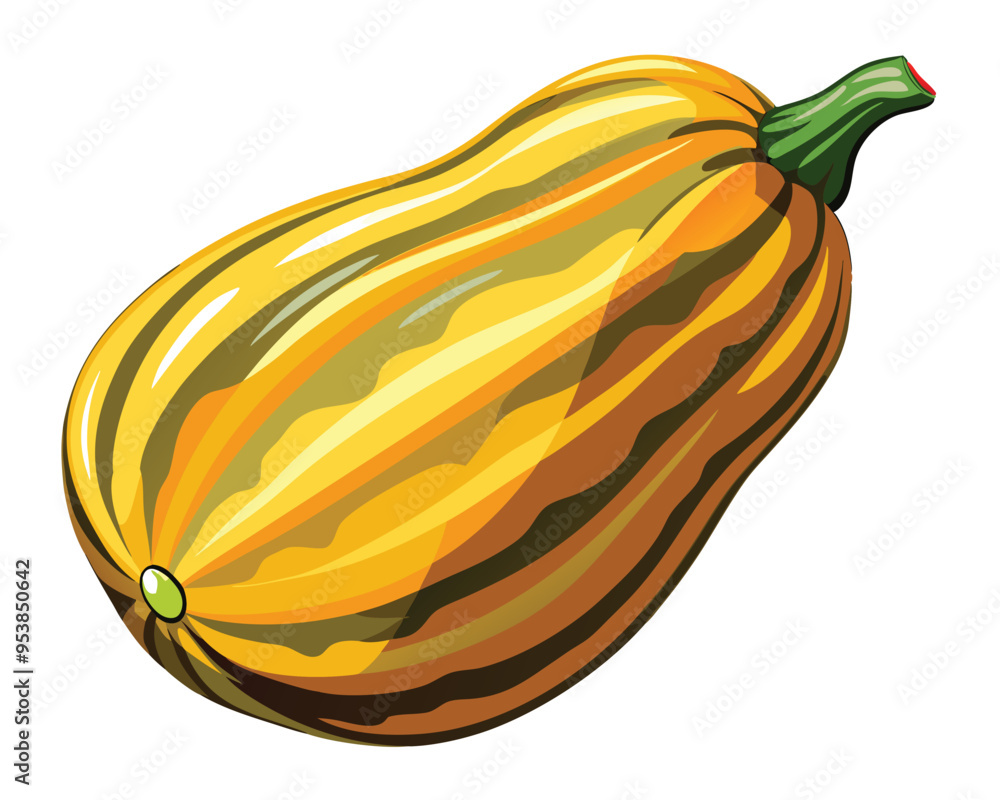 Delicata squash vector illustration on white background Delicata squash vector illustration on white background