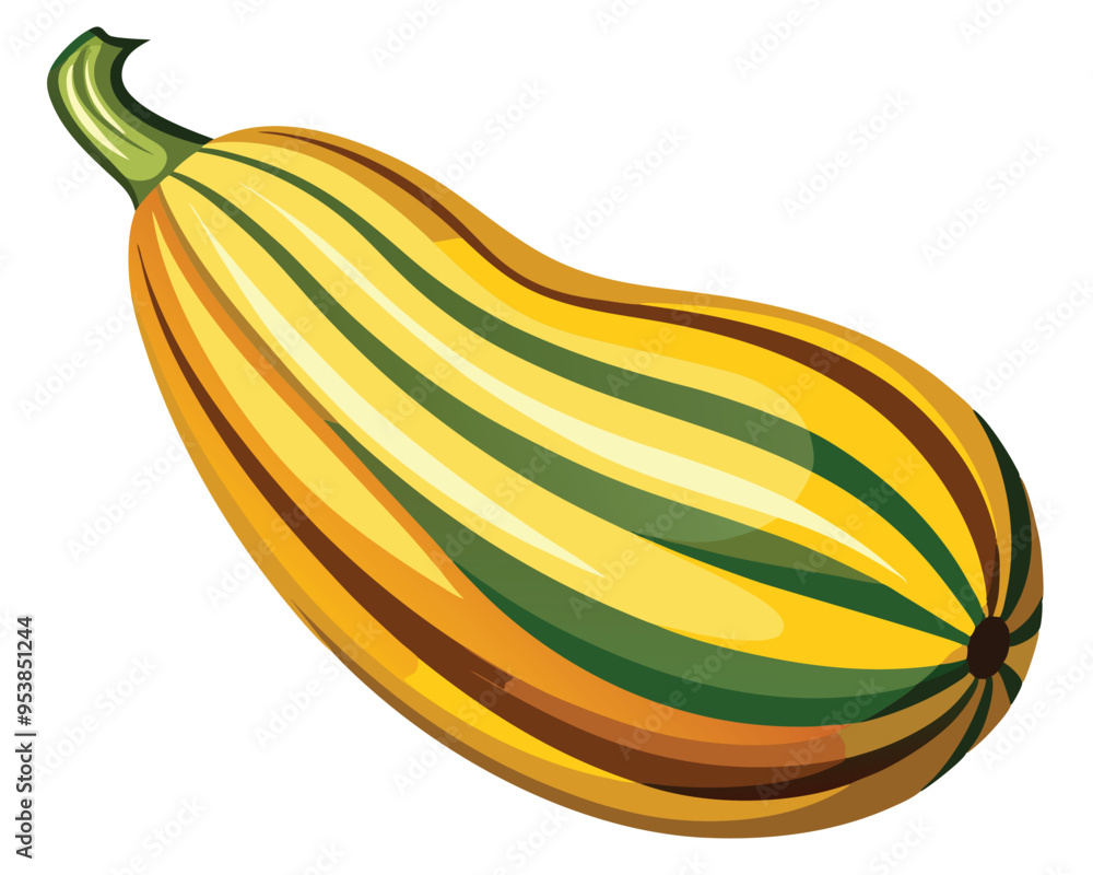 Delicata squash vector illustration on white background Delicata squash vector illustration on white background