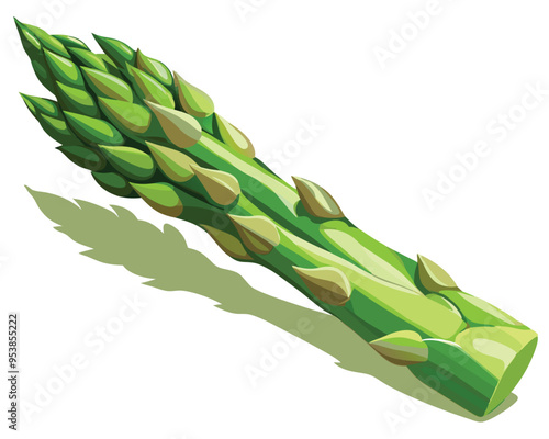 Asparagus vector illustration on white background