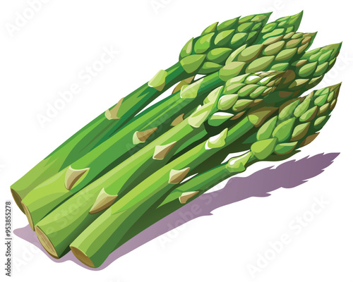 Asparagus vector illustration on white background