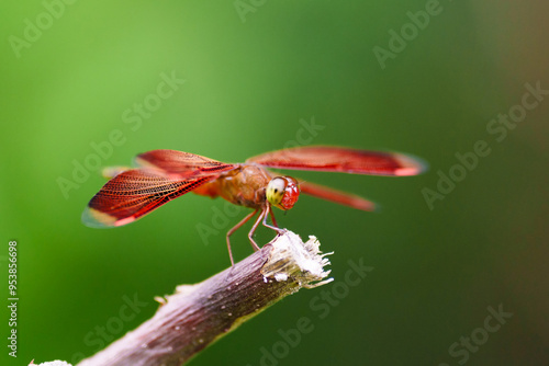 Indonesian red winged dragonfly