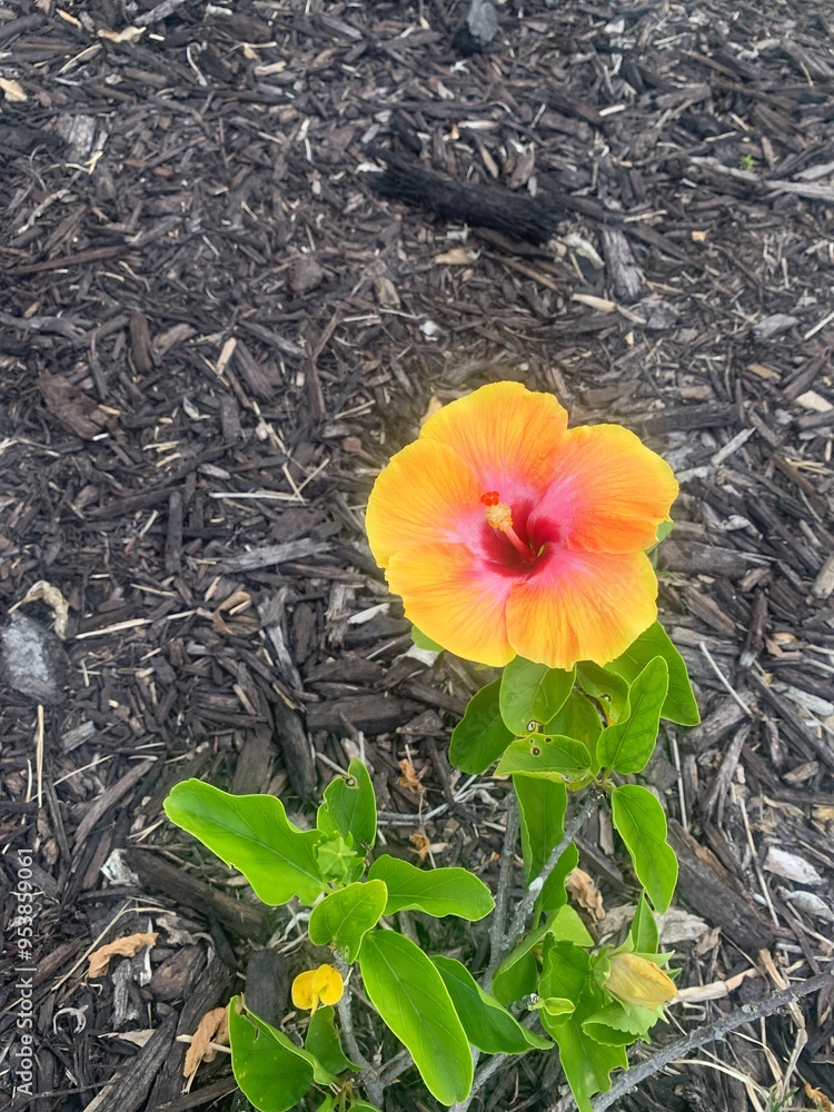 Obraz premium Flower