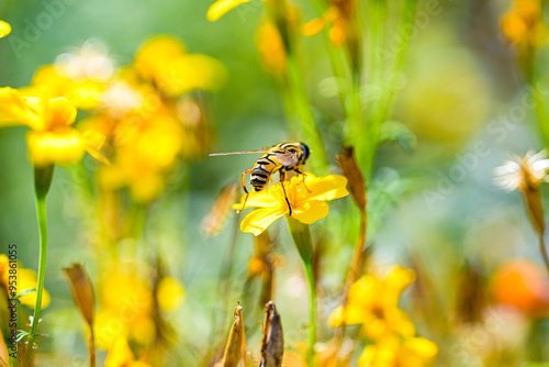 Wespen Schwebefliege in der Nahaufnahme, auch Stehfliege, Schwirrfliege, Chrysotoxum Cautum: Syrphidae - No Ai. photo