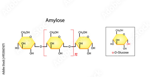 Amylose molecule. Starch molecule, Polysaccharide. chemical structure. Carbohydrates and Sugars Terminology. Scientific Design. Vector Illustration.