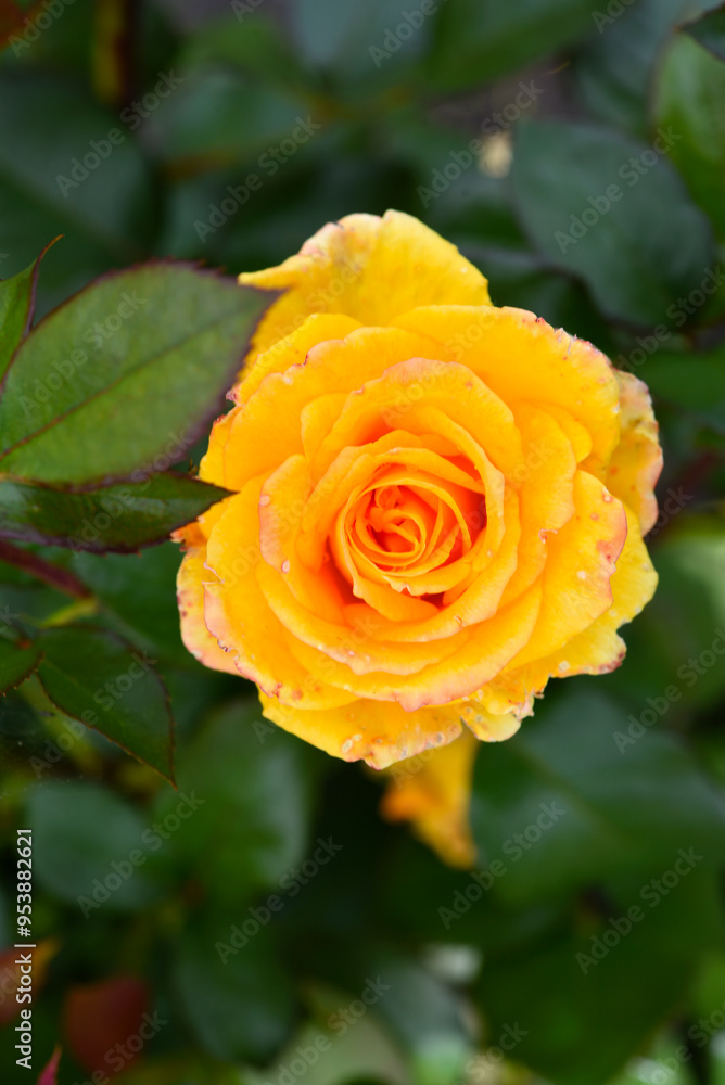 An orange rose on a green bush. A yellow flower. An orange rose on a green bush. A yellow flower.