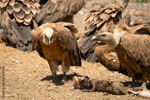 Close-up of Griffon vultures (Eurasion griffon, Gyps fulvus) at a vulture feeding centre photo