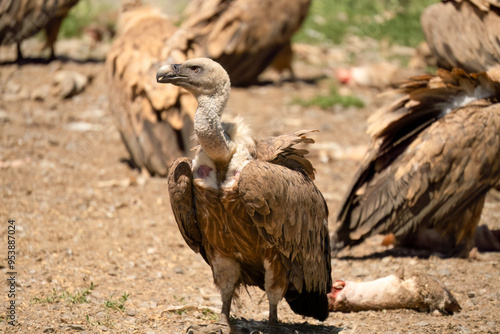 Close-up of Griffon vultures (Eurasion griffon, Gyps fulvus) at a vulture feeding centre