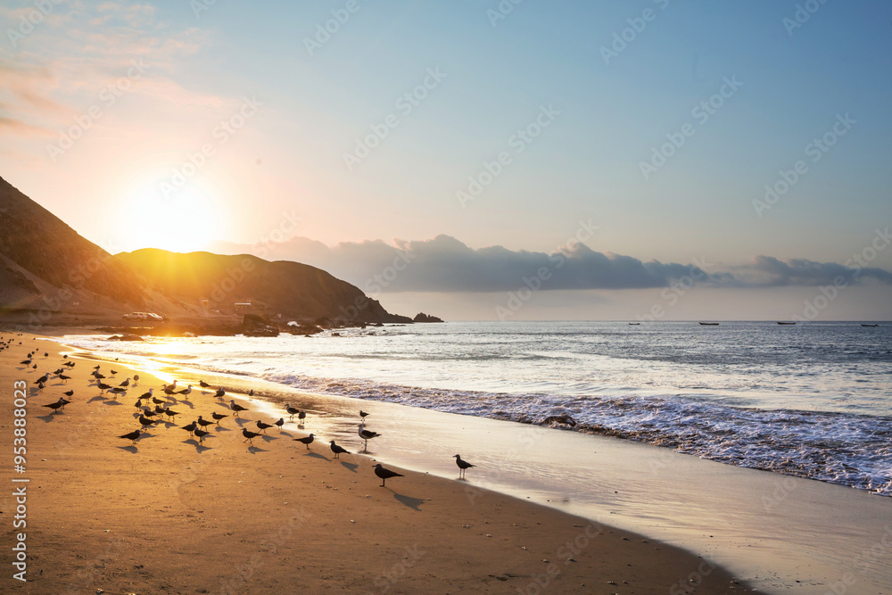 Fototapeta premium Sea gull