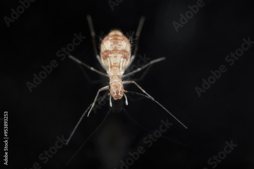 Dorypteryx domestica is a Synanthropic species of barklouse in the family Psyllipsocidae. It mainly inhabits residential buildings, including bathrooms and other damp places. photo