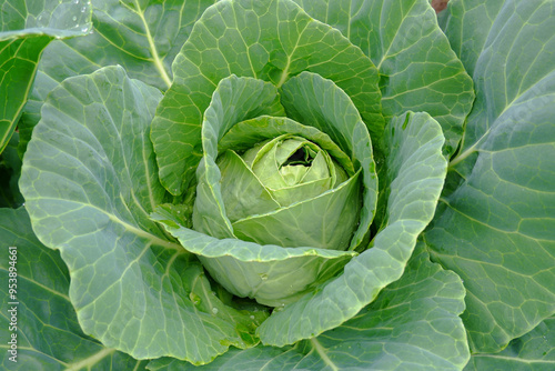 A young fresh green cabbage is ripening in the garden in a farmer's field. An organic vegetable on an organic farm. The concept of agriculture. Healthy food for humans. Growing cabbage.