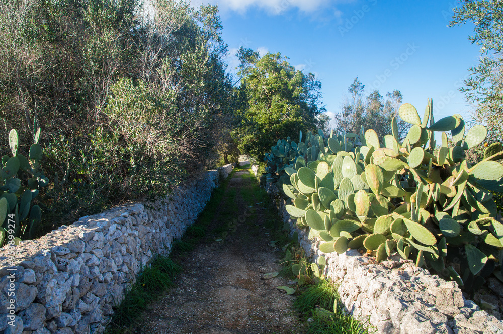 Un sentiero passa fra due muretti a secco lungo il Cammino del Salento che da Lecce porta a Santa Maria di Leuca Un sentiero passa fra due muretti a secco lungo il Cammino del Salento che da Lecce porta a Santa Maria di Leuca