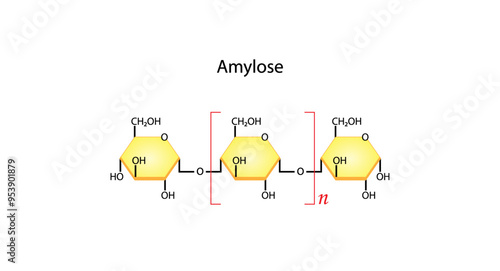 Amylose molecule. Starch molecule, Polysaccharide. chemical structure. Carbohydrates and Sugars Terminology. Scientific Design. Vector Illustration.