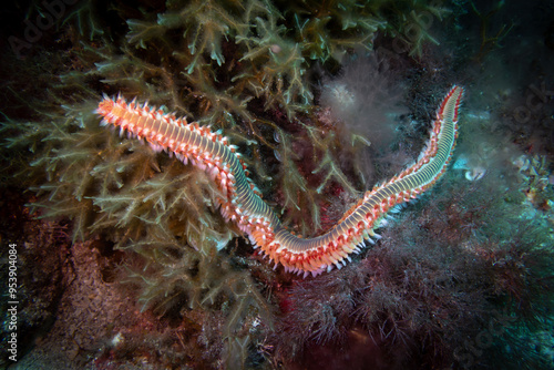 bearded fireworm
