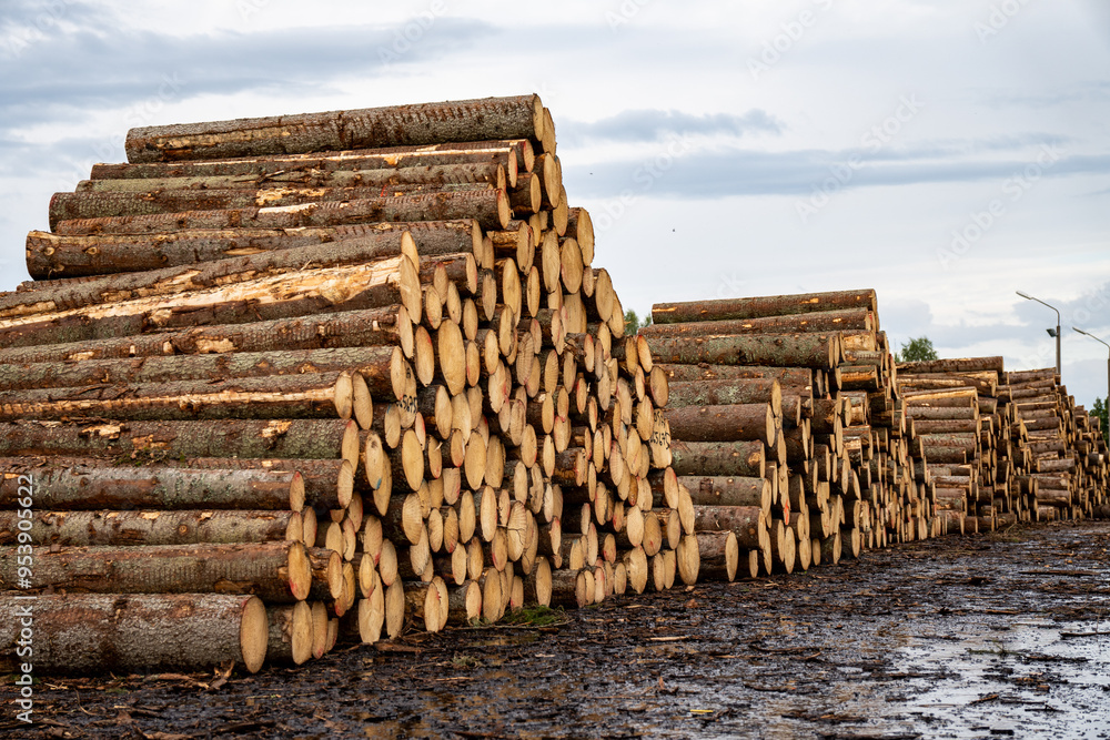Log trunks pile, the logging timber forest wood industry. Log spruce trunks pile. Sawn trees from the forest. Logging timber wood industry. Log trunks pile, the logging timber forest wood industry. Log spruce trunks pile. Sawn trees from the forest. Logging timber wood industry.