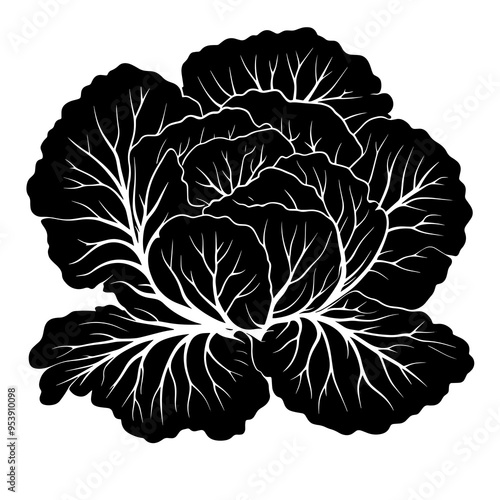  vector silhouette of a Napa Cabbage