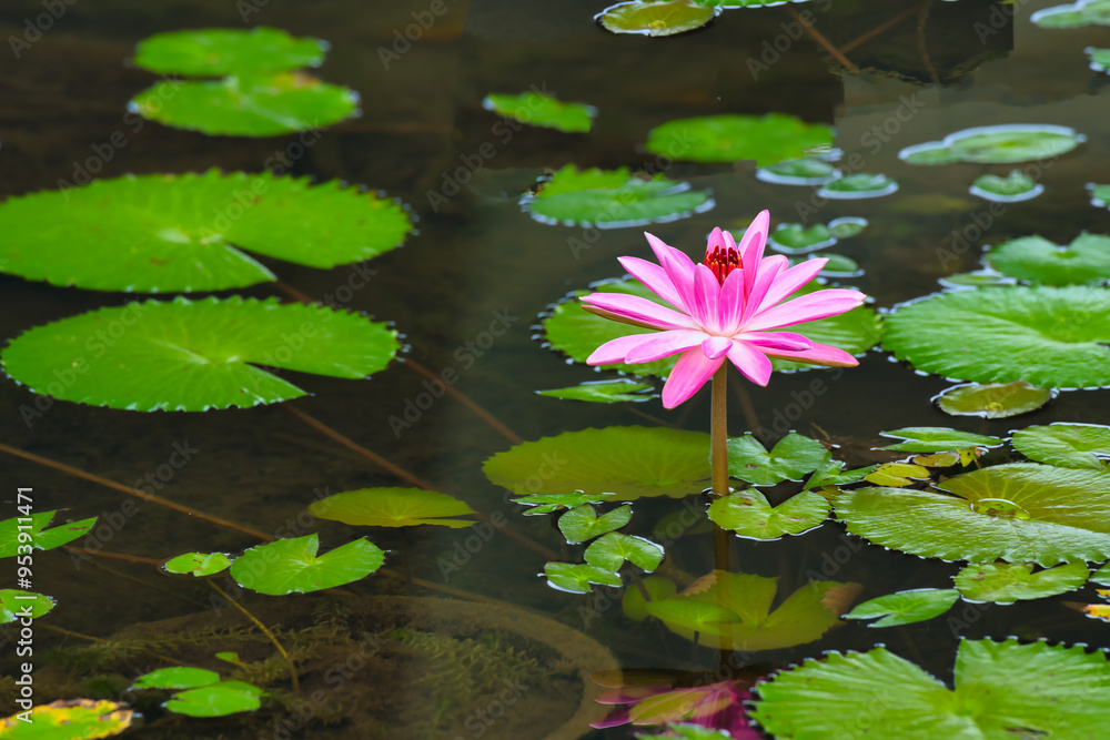Beautiful Pink Lotus (Lilly) flower in the pond with high-resolution macro details Beautiful Pink Lotus (Lilly) flower in the pond with high-resolution macro details