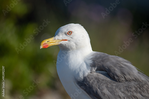 Gaviota patiamarilla
