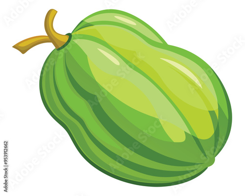 Chayote squash vector illustration isolated in white background 
