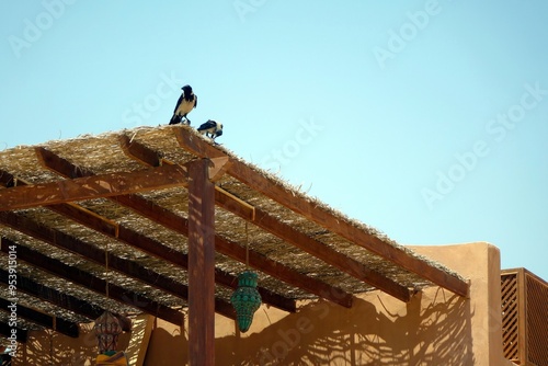 Birds Perched on a Thatched Roof of a Tropical Canopy by the Seaside Under a Blue Sky