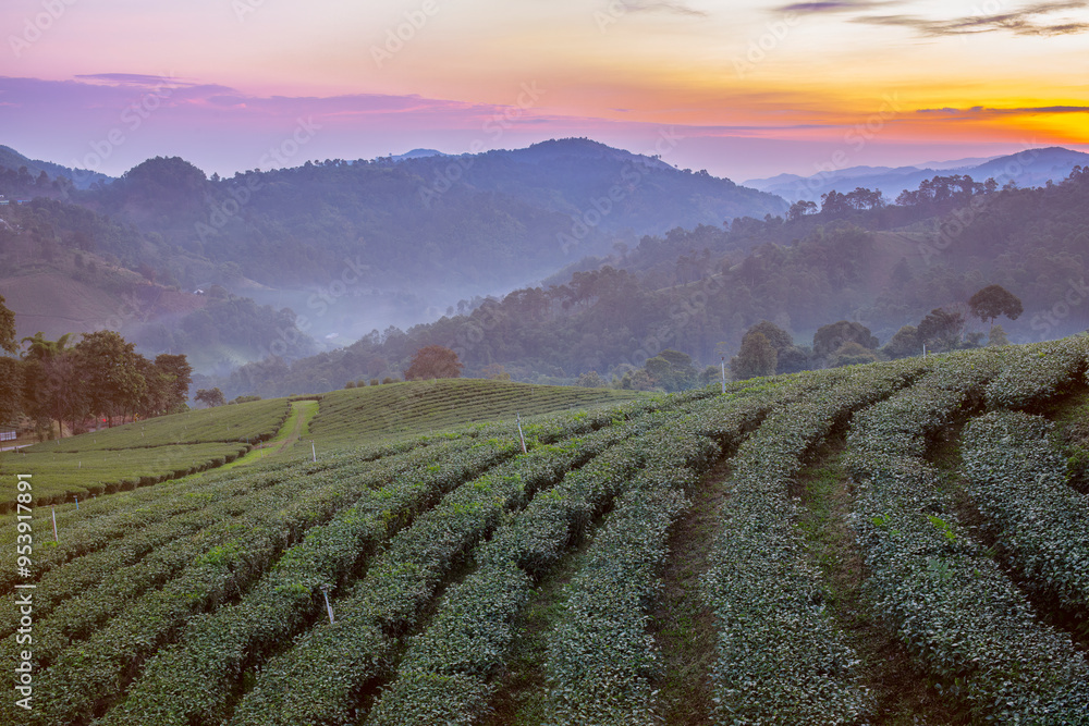 tea plantation with rows of neatly trimmed tea bushes stretching across gently rolling hills. A narrow, grassy path winds through the plantation, leading the eye towards the mist-covered mountains. tea plantation with rows of neatly trimmed tea bushes stretching across gently rolling hills. A narrow, grassy path winds through the plantation, leading the eye towards the mist-covered mountains.