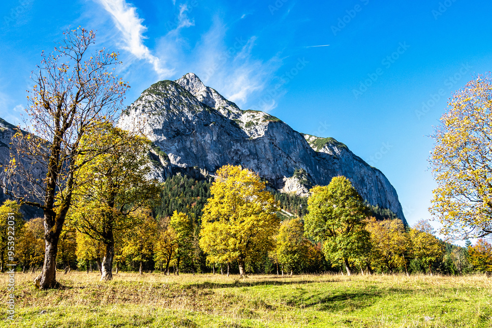 Obraz premium maple trees at Ahornboden, Karwendel mountains, Tyrol, Austria