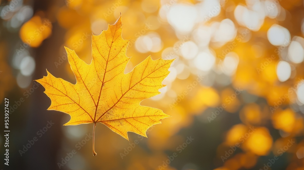 Fototapeta premium yellow autumn leaf. A bright orange tree changes with a blurred bokeh background. Golden colors in the park on a light sunny and warm October day