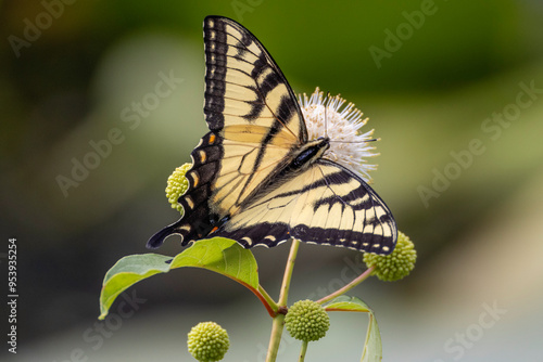 Eastern Swallowtail on Buttonwillow flower photo