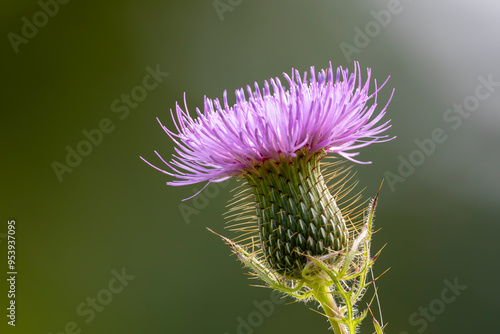 Beautiful fall thistle blossom photo