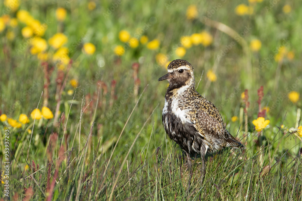 European Golden Plover in Iceland