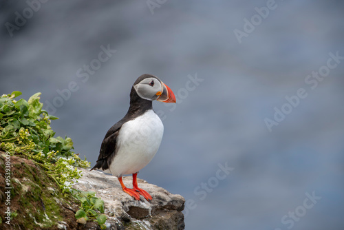 Atlantic Puffin on grimsey Island, Iceland