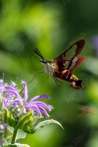 the hummingbird clearwing moth  - Hemaris thysbe
