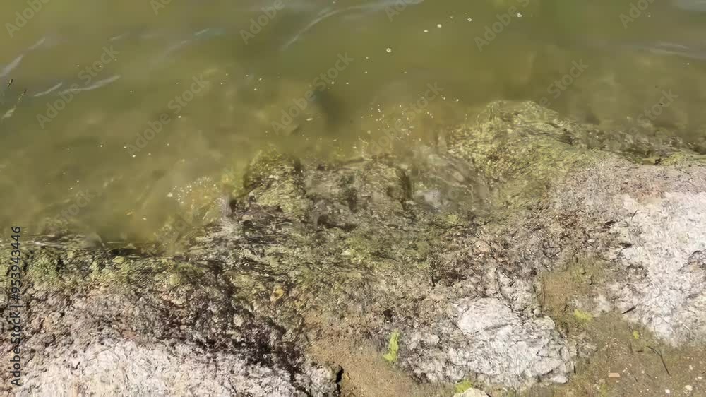 Close-up of rocky lakeshore with greenish water and algae video Close-up of rocky lakeshore with greenish water and algae video